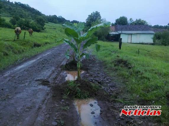 Um pé de bananeira 

foi plantado no meio da estrada.