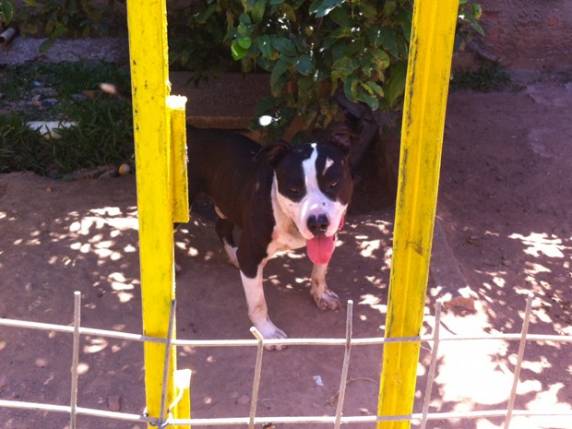 Vítima estava em luta corporal com vizinha quando foi atacada pelo animal.
