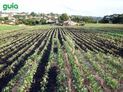 Incêndio atingiu área de cerca de 800m²