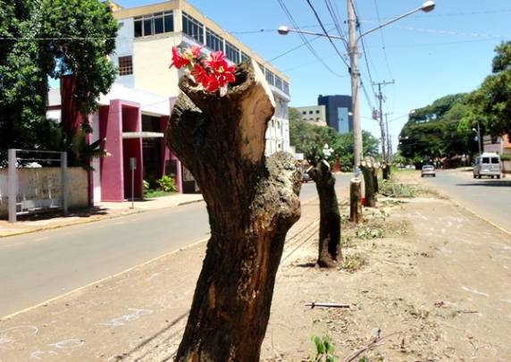 Flores artificiais são postadas em sinal de protesto