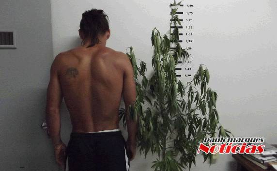 Semelhante a um pé de mandioca, a droga tava plantada no quintal da casa do jovem