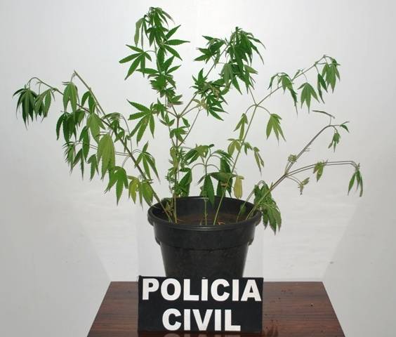 Polícia Civil apreendeu os sete pés de maconha
