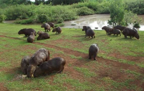 Um verdadeiro paraíso natural com capivaras soltas na natureza e aves das mais diferentes espécies