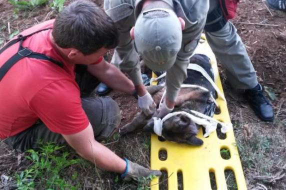 Animal da raça pastor alemão foi encontrado apenas com a cabeça 

para fora e segue internado