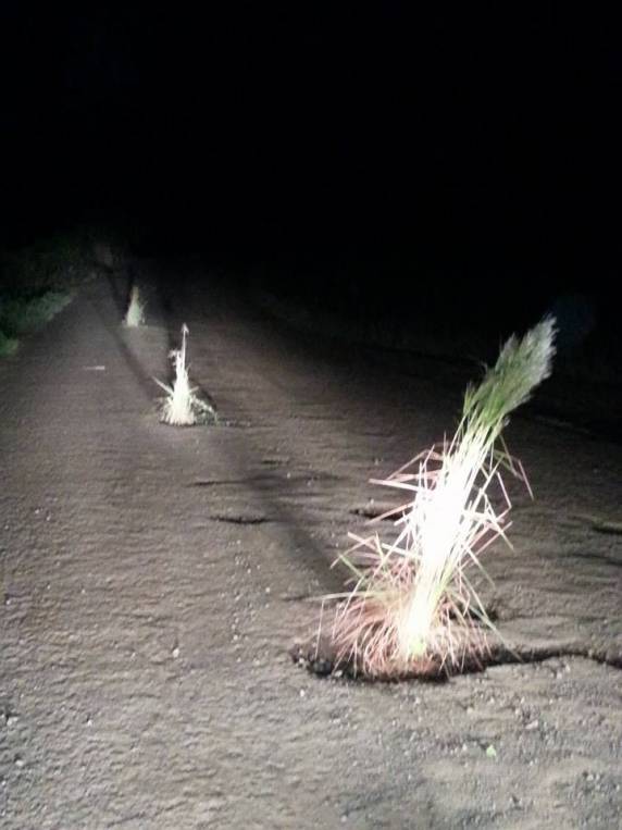 Macegas crescem nos buracos da via