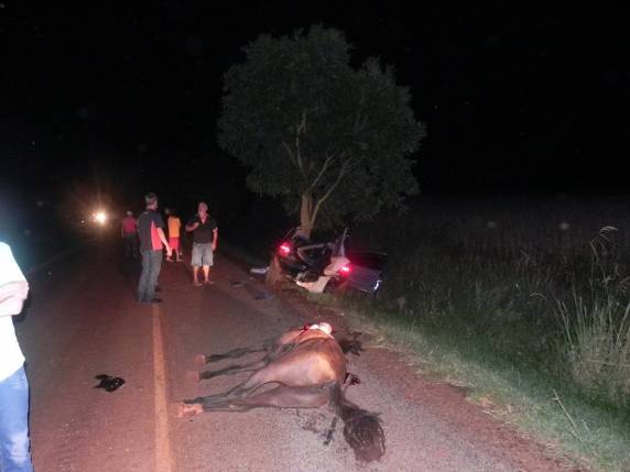 O animal morreu na hora e duas pessoas ficaram feridas