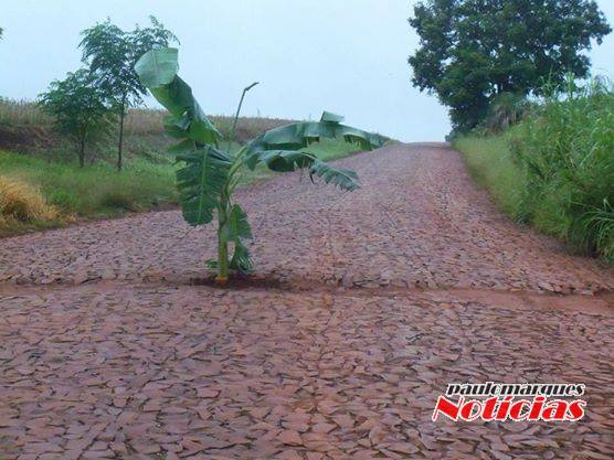 Agora eles 

esperam pelas frutas