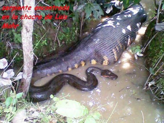 A 

cobra estava nas proximidades de Três Bocas/Porto Mauá