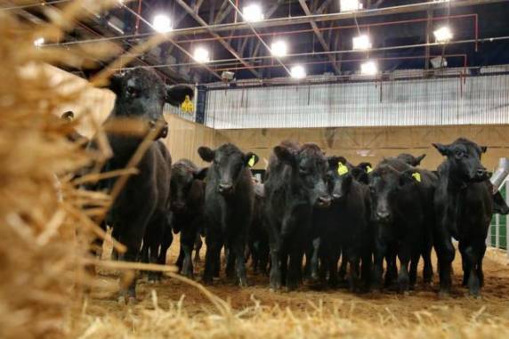 Compradores buscam em leilões lotes mais uniformes e animais de maior 

qualidade para atender a demanda do mercado