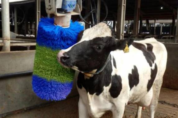 Bem-estar animal é um dos assuntos que serão abordados na Rural Show, que será realizada de 17 a 20 deste mês