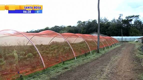 Sistema com plásticos e telas ajuda a manter cultivo durante o inverno