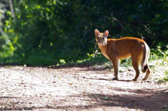 Gestor do parque foi surpreendido ao avistar o animal, que é solitário, arisco e tem hábitos noturnos