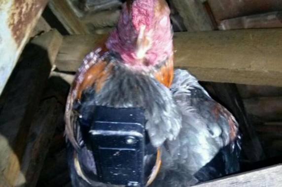 BM encontrou o equipamento no 

animal após prender detento