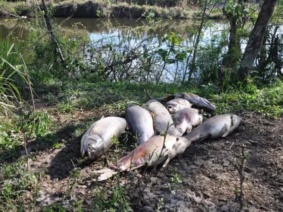 Criador diz que teve prejuízo de R$ 2 mil com morte de 120 carpas