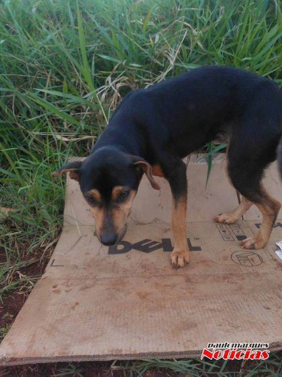 Cães já morreram atropelados na Perimetral