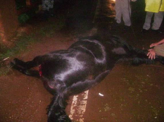 Um grave 

acidente foi registrado por volta das 21h30min desta terça-feira (25), na RS-155 em Ijuí. O acidente aconteceu na ponte do rio Potiribu, proximidades do bairro 15 de Novembro.Segundo 

boletim de ocorrência um motoqueiro colidiu na traseira de uma égua