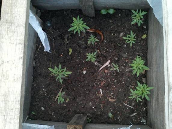 Treze pés da planta foram achados em Caçapava 

do Sul, Região Central