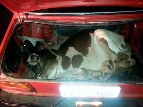 Animal ficou à disposição da BM; motorista e passageiro foram autuados