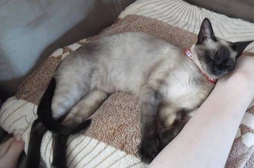 Animal morreu na sexta-feira