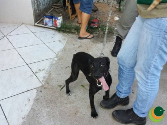 Os animais seriam encaminhados para tratamento médico e depois para adoção