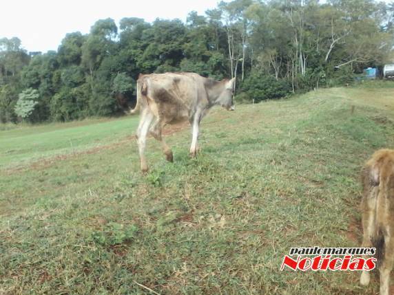 O fato ocorreu pela segunda vez em uma 

propriedade rural