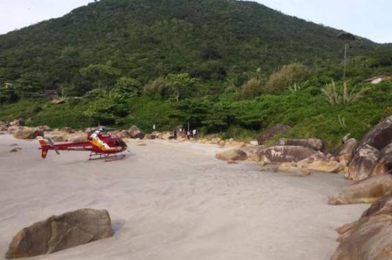 Espécie é comum em Florianópolis e, em 2013, 497 pessoas foram mordidas em Santa Catarina