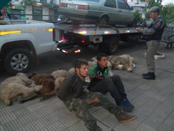 Animais foram furtados de propriedade 

rural, segundo a Brigada Milita