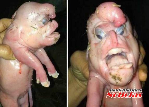 O animal tem o biotipo de porco, um 