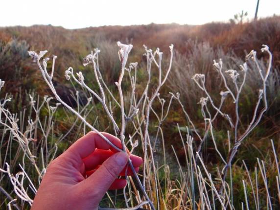 Em Urupema, paisagem de morro ficou congelada, com sensação de -20°C