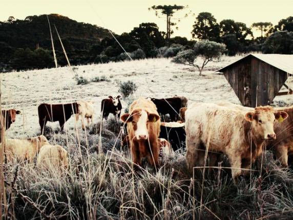 Urupema teve -6°C, recorde do ano no estado, segundo Epagri/Ciram