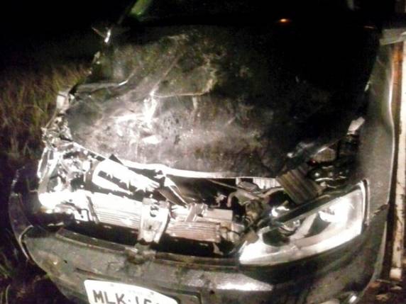 Boi atravessou na frente do veículo Jetta e motorista não conseguiu 

desviar