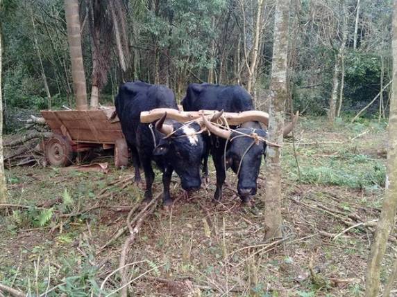 Segundo bombeiros, ele trabalhava em uma área onde ficam os 

animais
