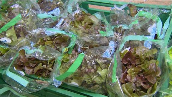 Plantações de 

hortaliças tiveram perdas de 50% devido aos alagamentos