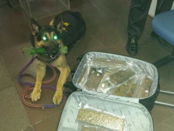 Cão indicou que havia droga na mala; tóxico estava embalado a 

vácuo