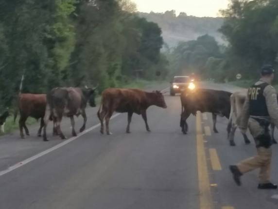Caso ocorreu na BR-116, em Caxias do Sul, na Serra gaúcha