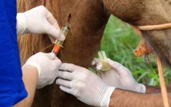 O objetivo é impedir que uma égua seja sacrificada em Três de Maio