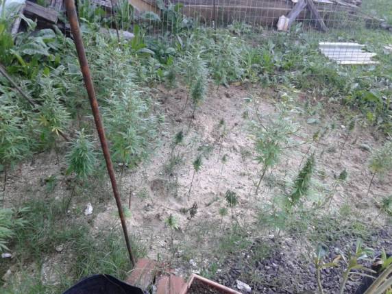 Foram localizados 110 pés de maconha; uma mulher foi detida