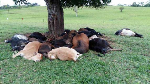 Gado 

foi atingido por raio, antes da chuva, em pastagem. Na imagem, parte dos animais mortos junto a uma árvore onde tentavam se proteger