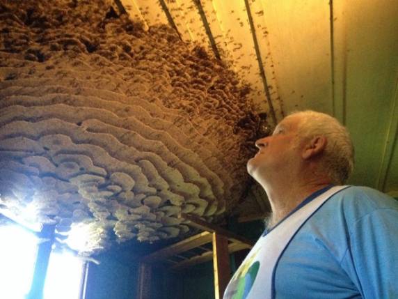 Insetos tomaram conta de quarto em sítio de Herval D'Oeste, Oeste de SC