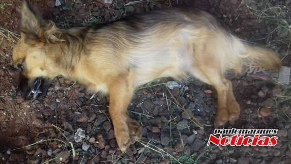 Animais foram mortos na Morada do Sol