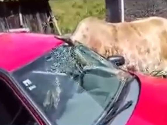 Bombeiros precisaram resgatar animal na manhã deste sábado (9)