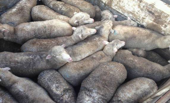 Proprietário dos animais é de São Luiz Gonzaga