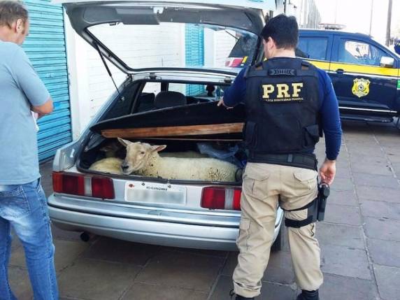 Animais estavam com patadas amarradas e sem ventilação dentro do carro