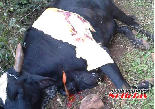 Elementos fugiram quando perceberam a presença do proprietário do animal