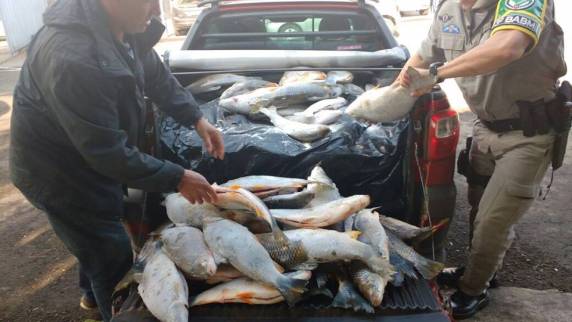 Veículo transportava aproximadamente 300kg de peixes congelados