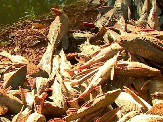Moradores reclamam do cheiro forte e da morte dos peixes em rio
