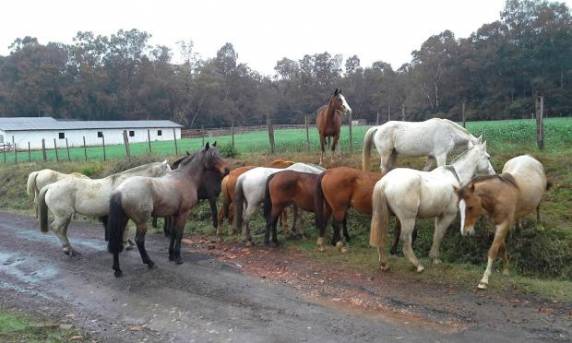 Animais não são mais empregados no policiamento