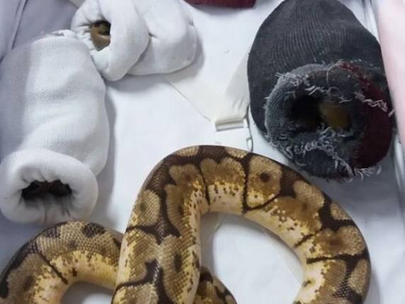 Três pitons e quatro molurus estavam em carro com placas de São Paulo