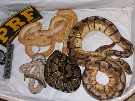 Três pitons e quatro molurus estavam em carro com placas de São Paulo