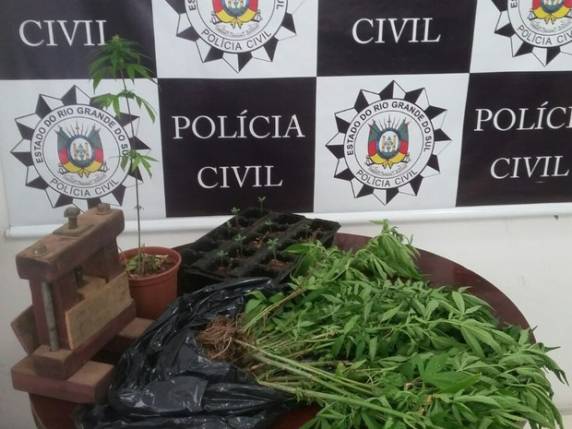Também foram localizados 11 mudas e um vaso com um pé da planta